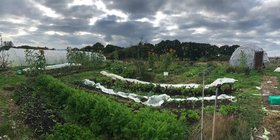 farm vegetable plot