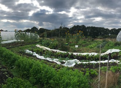 farm vegetable plot
