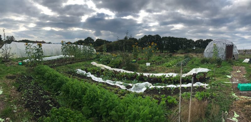 farm vegetable plot