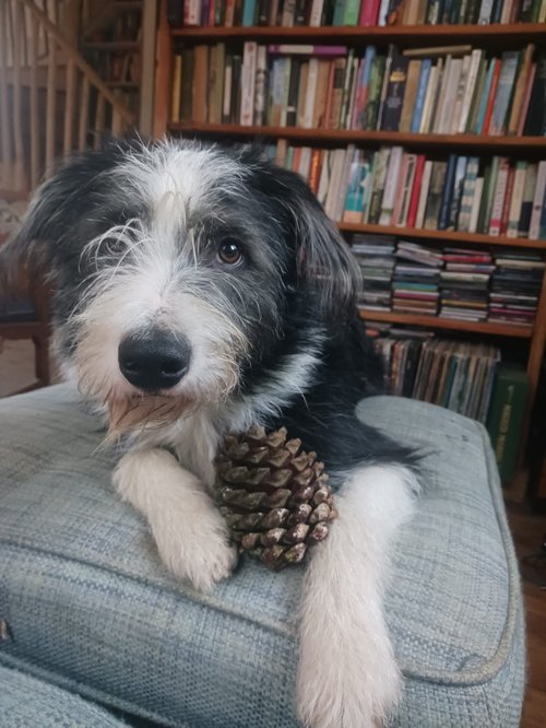 Dog who is a mental health companion