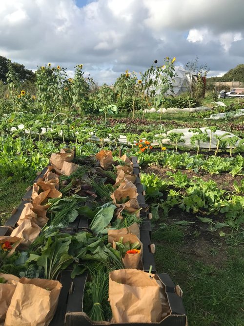 market garden vegetable plot