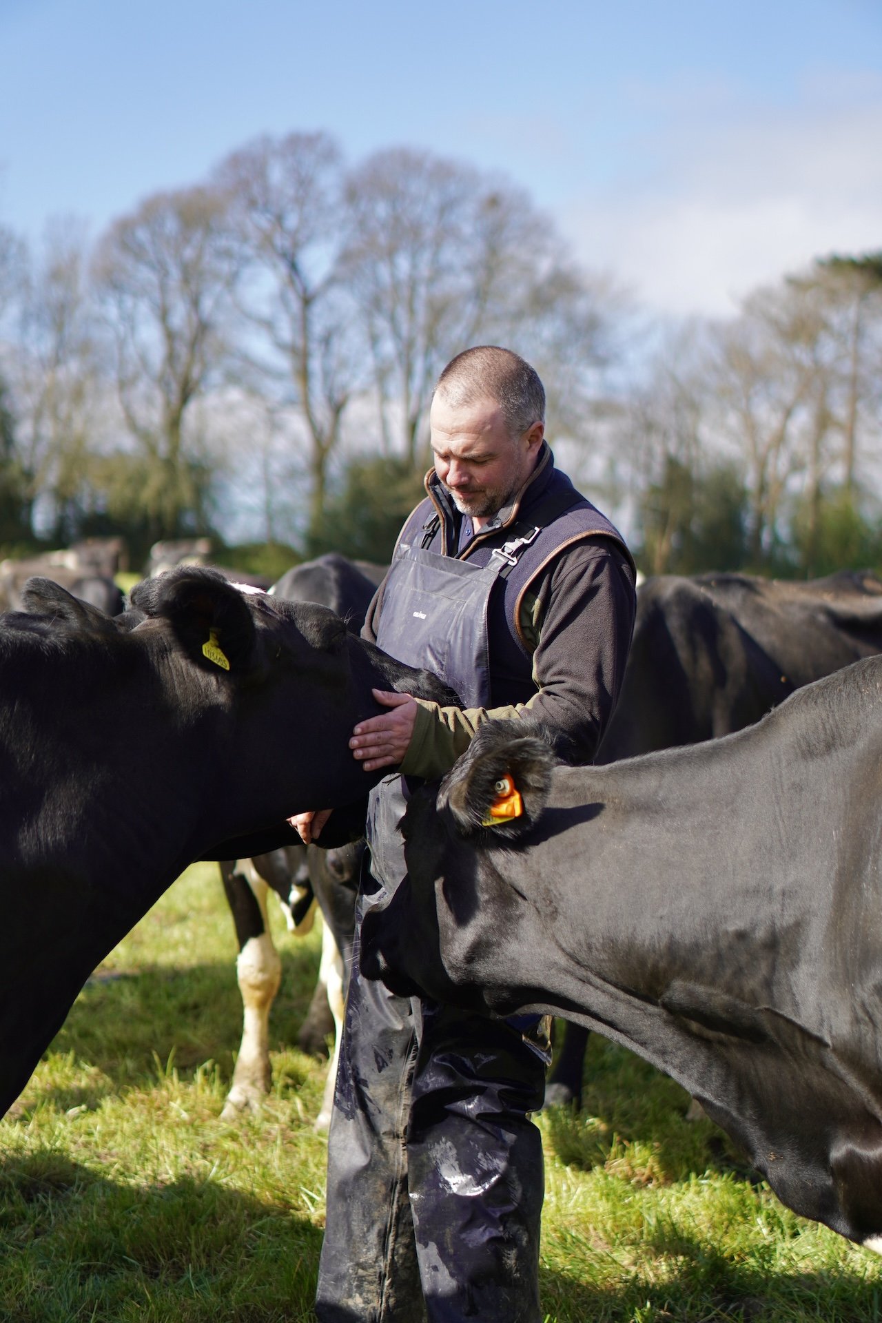 Dairy farmer with cows in field
