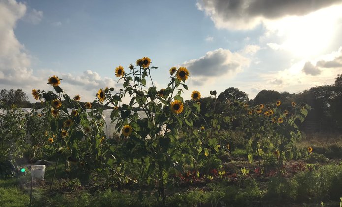 Market Garden sunflowers
