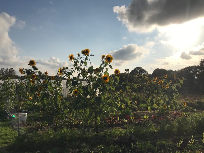Market Garden sunflowers